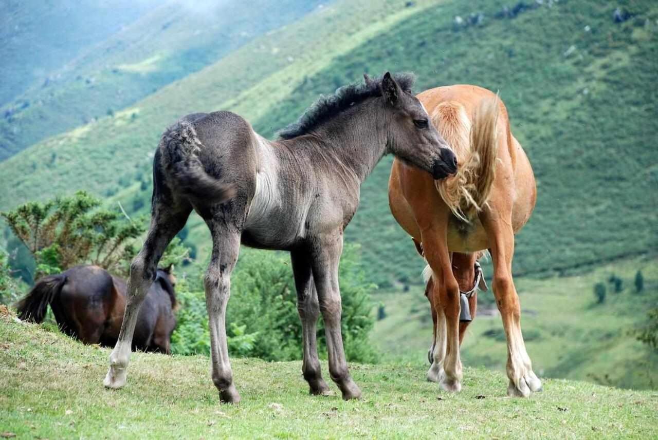 Casa Rural La Carrozal Senda Del Oso Orelleiru ภายนอก รูปภาพ